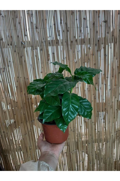 Coffea Arabica - Kahve Çiçeği - Ev Ofis Salon Iç Mekan Bitkisi