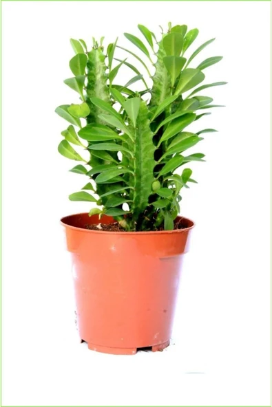 Euphorbia Trigona Süt Ağacı 8.5 Cm Kampanya