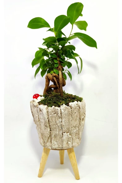 Dekoratif Ağaç Kabuğu Desenli Saksıda Mini Bonsai