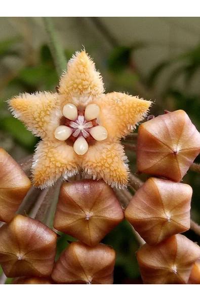 Hoya Mum Çiçeği ,Tüylü Kahverengi Çiçekli,Yoğun Kokulu,Canlı Çiçek,İç Mekan Salon Bitkisi. ürün görseli