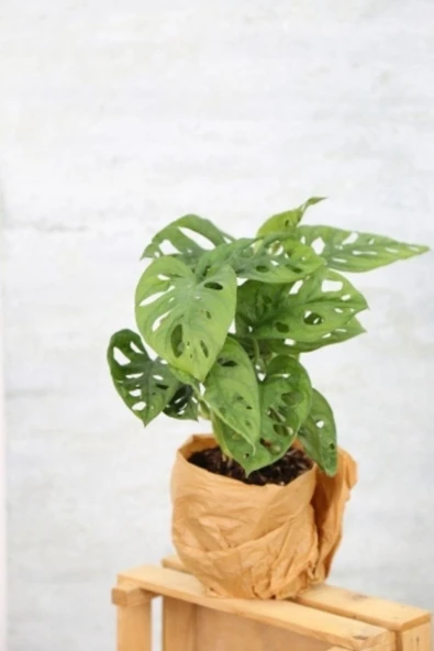 Monstera Adansonii-monstera Monkey Mask-deve Tabanı - 4