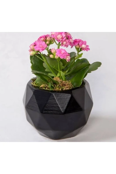 18 Cm Geometrik Taş Saksı'da Kalanchoe Bitkisi ürün görseli