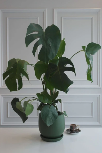 Monstera Büyük Boy Deve Tabanı Terracotta Saksılı ürün görseli