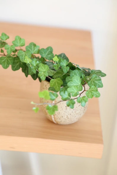 Hedera Helix-Orman Sarmaşığı-Yeşil Yapraklı Sarmaşık