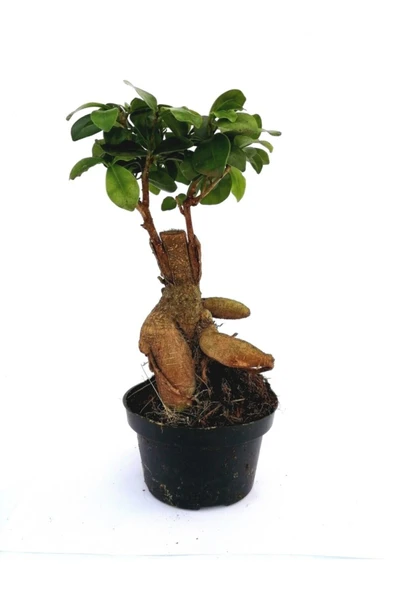 Ficus Mi Ginseng Bonsai 20-25 Cm Ev Ofis Salon Bitkisi