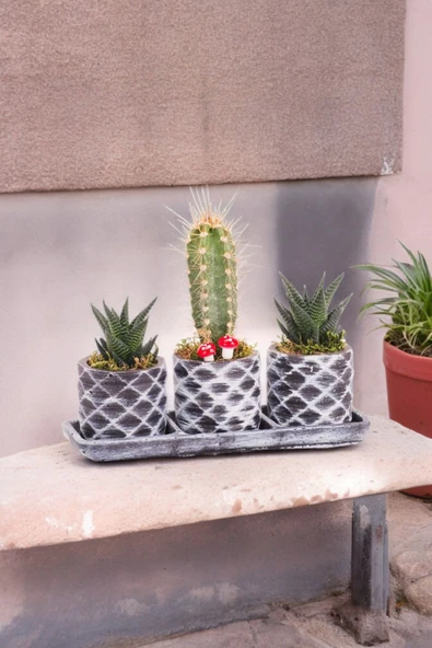 Dekoratif taş saksılarda sukulent kaktüs aranjmanı ürün görseli 1