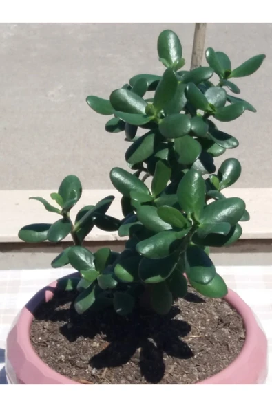 Crassula Ovata- Para Çiçeği- Bereket Bitkisi- 35-45 Cm 1,5 Yaşında - Resim 2
