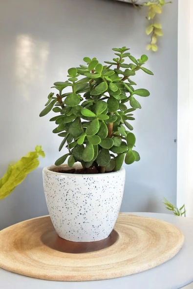 Bolluk bereket bitkisi para çiçeği ürün görseli 1