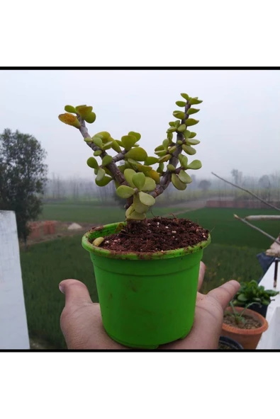 Bonsai Para Ağacı Fidanı 8.5 Saksıda 15-20 cm - 3
