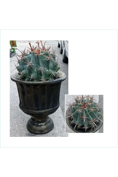 Dev Kupa Da Ferocactus Kaktüs 20 Cm Çap ürün görseli