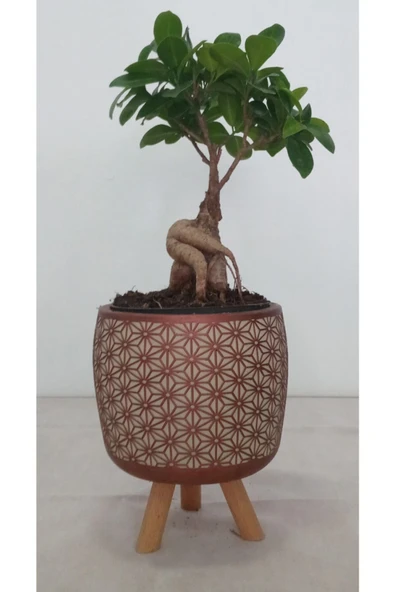 Ayaklı Dekoratif Taş Saksıda Bonsai ürün görseli 1