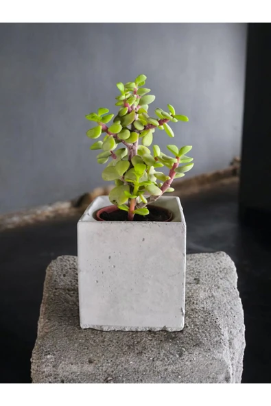 Dekoratif Mini Saksıda Mini Para Bonsai