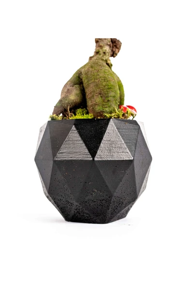 Geometrik Saksıda Ficus Ginseng Bonsai Tasarım - Black - Resim 3