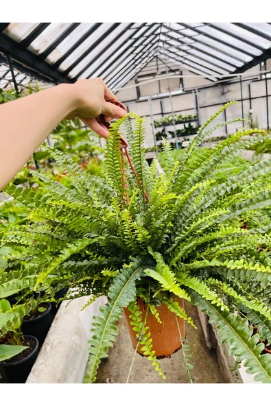 Fujer çiçeği aşk merdiveni büyük boy - Resim 3