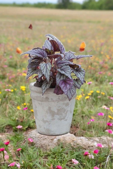Rex Begonya Dekoratif Orkide Saksısında Begonia ürün görseli 1