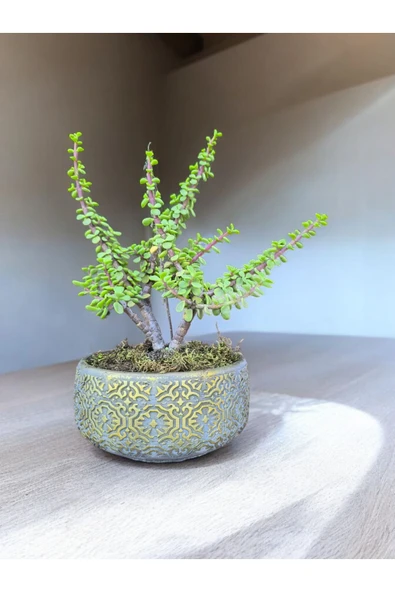 Beton Saksılı Afra Bonsai Yeşim Ağacı - Resim 2