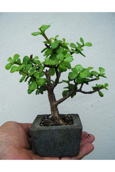 Dekoratif Saksıda Bonsai  ara Çiçeği Afra Yeşim Ağacı - Resim 2