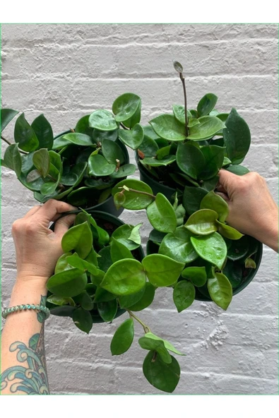 Mum Çiçeği Hoya Carnosa 8.5 Saksıda ürün görseli 1