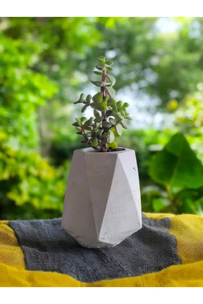 Mini Bonsai Para Ağacı Beton Saksıda - 3