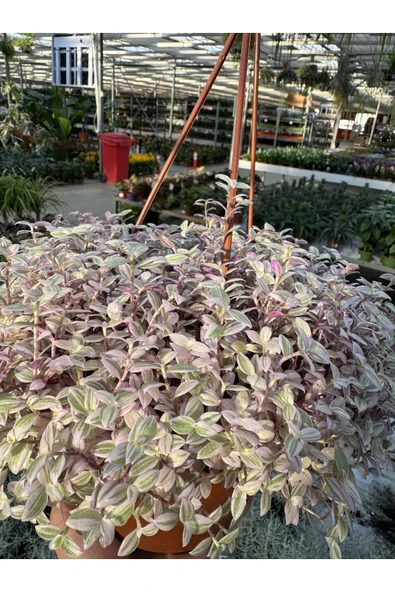 Callisia Rosato - Resim 4