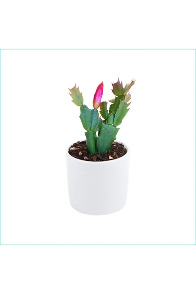 Yılbaşı Çiçeği Dekoratif Saksıda Schlumbergera 010101 - Resim 2
