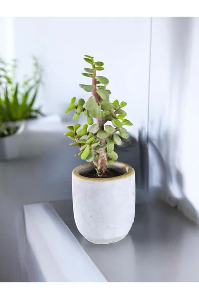 Mini Bonsai Para Ağacı Dekoratif Beton Saksıda 0866