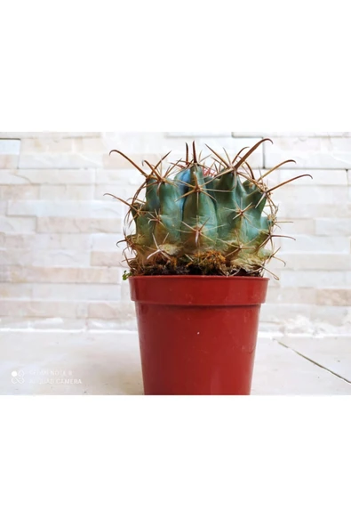 Ferocactus Latispinus Taş Kaktüs - Resim 2