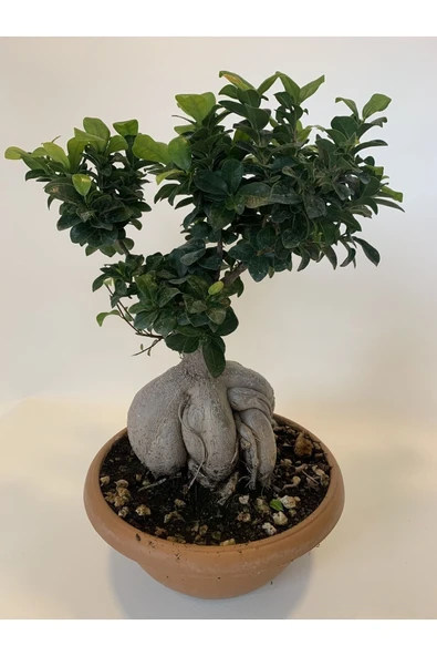 Bonsai Benjamin- Ficus Ginseng Bonsai - Resim 5