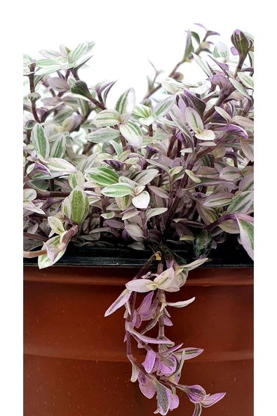 Callisia Repens Pink Lady 15 cm Ø H:20