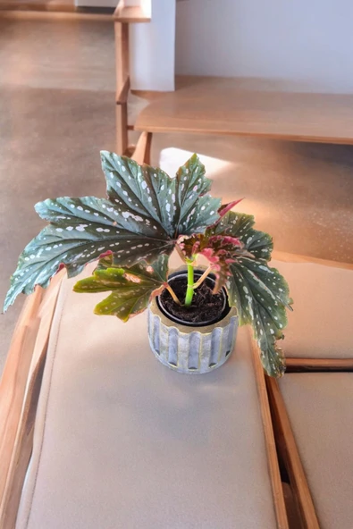 Beton Sütün Saksıda Çilli Begonya 01 - 2