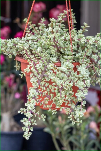Askılı Saksıda Özel Renkli Para Ağacı Bereket Ağacı Afra Bonsai - 2