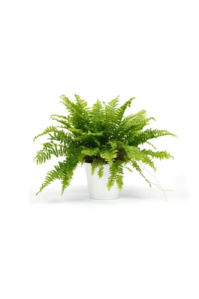 Aşk Merdiveni [fujer] - Resim 3