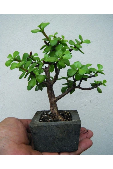 Dekoratif Saksıda Bonsai  ara Çiçeği Afra Yeşim Ağacı
