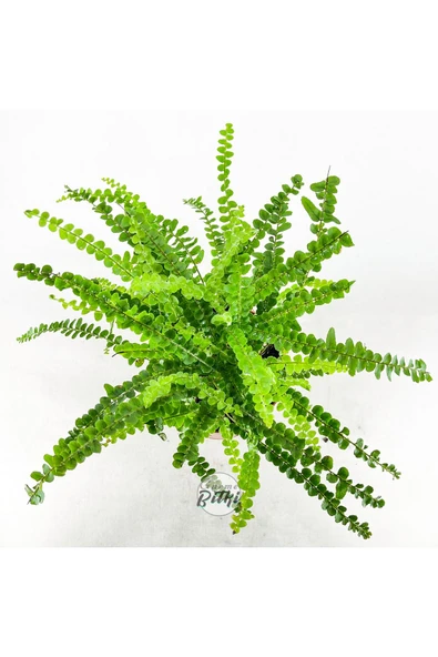 Nephrolepis Exaltata Duffy (12 cm Saksıda) Özel Tür Aşk Merdiveni Eğrelti - Resim 3