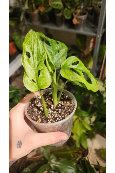 Monstera Adansonii Monkey Mask Deve Tabanı Bitkisi - Resim 2