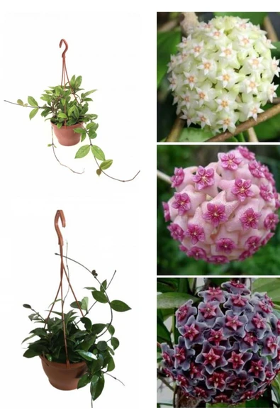 Askılı saksıda mum çiçeği - Resim 2