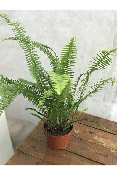 Aşk merdiveni bitkisi 40cm ürün görseli