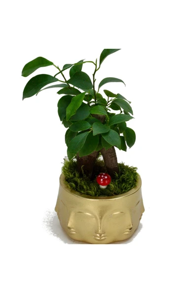 Binbir Surat Gold Saksı, Mini Ficus Bonsai - 3