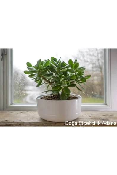 Para Çiçeği Bereket Ağacı Crassula Ovata ürün görseli