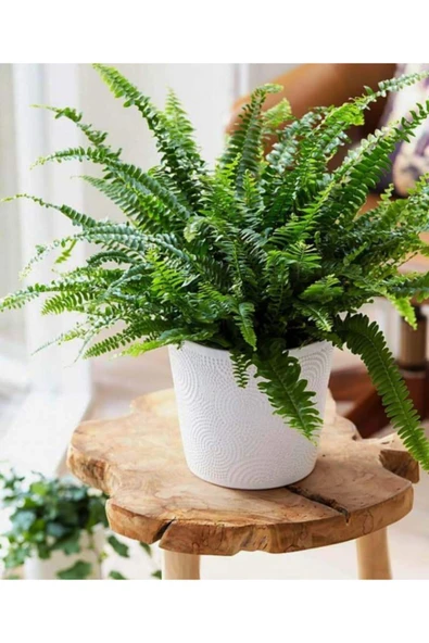 Aşk Merdiveni - Resim 2