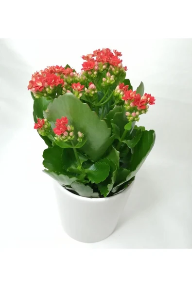 Kalanchoe Kırmızı Renkli Kalanşo Seramik Saksıda - Resim 2