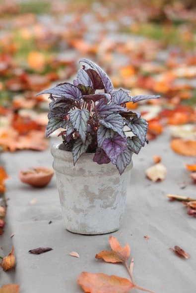 Rex Begonya Dekoratif Orkide Saksısında Begonia 01 - Resim 4