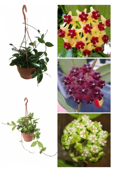 Askılı saksıda mum çiçeği - Resim 2