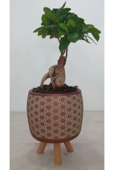 Ayaklı Dekoratif Taş Saksıda Bonsai - Resim 2