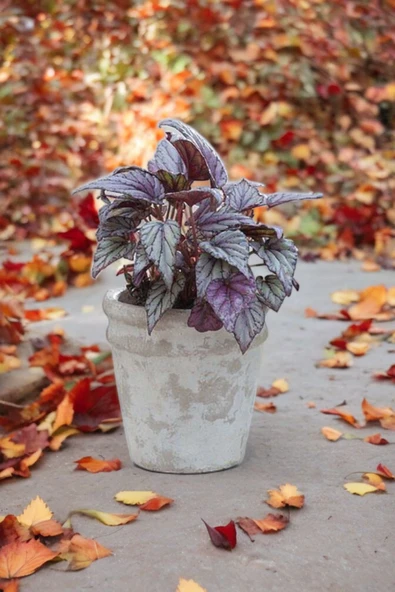 Rex Begonya Dekoratif Orkide Saksısında Begonia 01