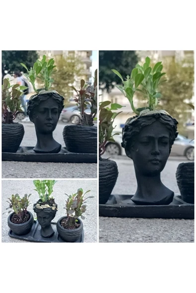 Üçlü Helen Saksıda Sukulent Süt Ağacı