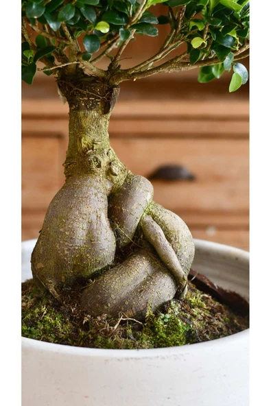 Dekoratif Saksıda Bonsai Ficus Gingseng 2500 gr Gövde 50 cm - Resim 3