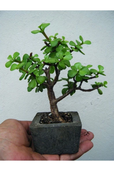 Dekoratif Saksıda Bonsai  ara Çiçeği Afra Yeşim Ağacı - Resim 4