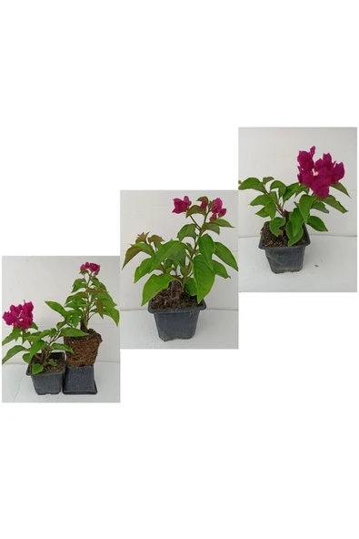 10 adet begonvil fidesi bd - Resim 2