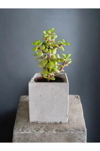 Mini Bonsai Para Ağacı Dekoratif Beton Saksıda 002 - Resim 2